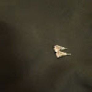 Meet your Posher, Antonio